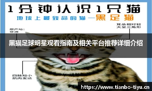 黑猫足球明星观看指南及相关平台推荐详细介绍